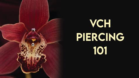 whats a vch piercing|VCH 101